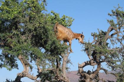 The Argan Tree: Morocco’s Green Gold