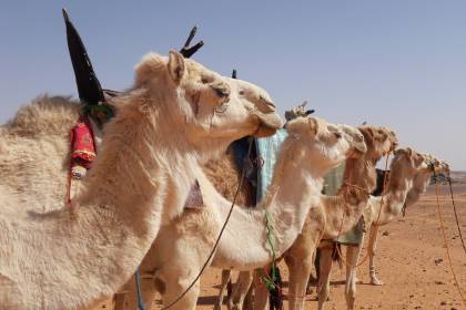 2 Days and 1 night from Marrakech to Zagora desert